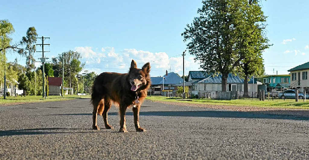 STREET SMART: Jess has lived most of her life in the small Southern Downs township of Leyburn. STREET SMART: Jess has lived most of her life in the small Southern Downs township of Leyburn.